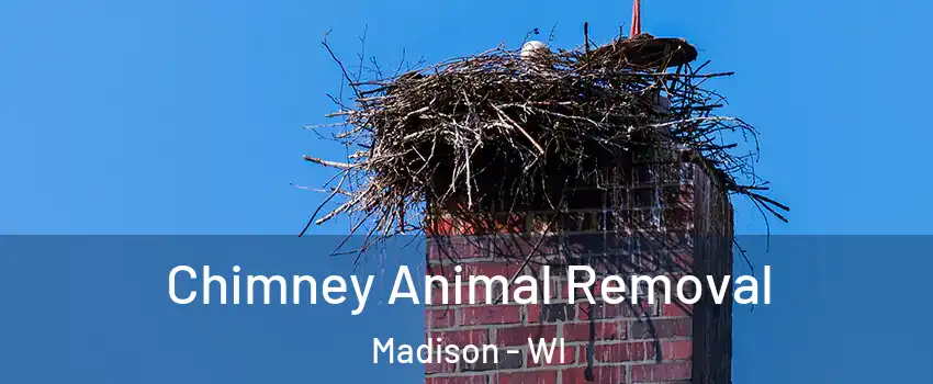  Chimney Animal Removal Madison - WI